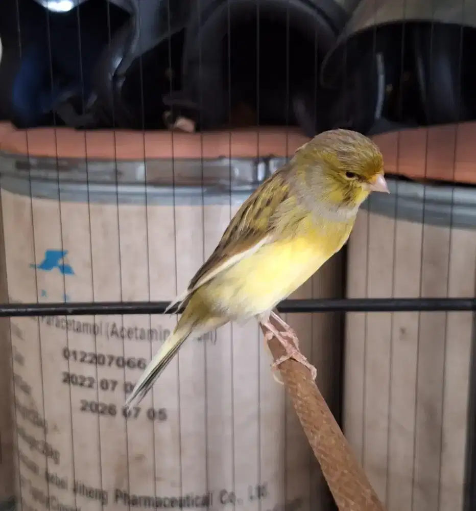 Ready kenari gacoran