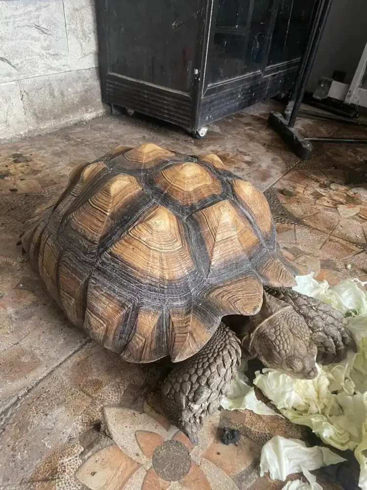 Kura kura sulcata 50cm kurleb