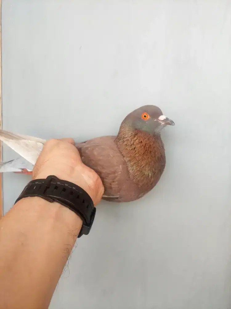 Merpati tomprang dan kolong