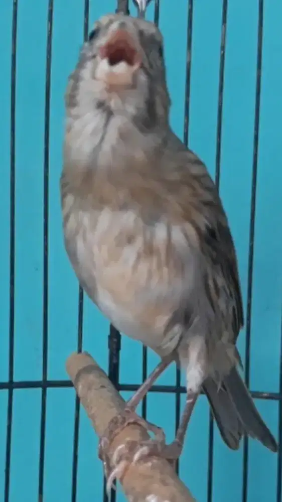 BURUNG KENARI LOKAL GACOR DOOR RASA CIBLEK