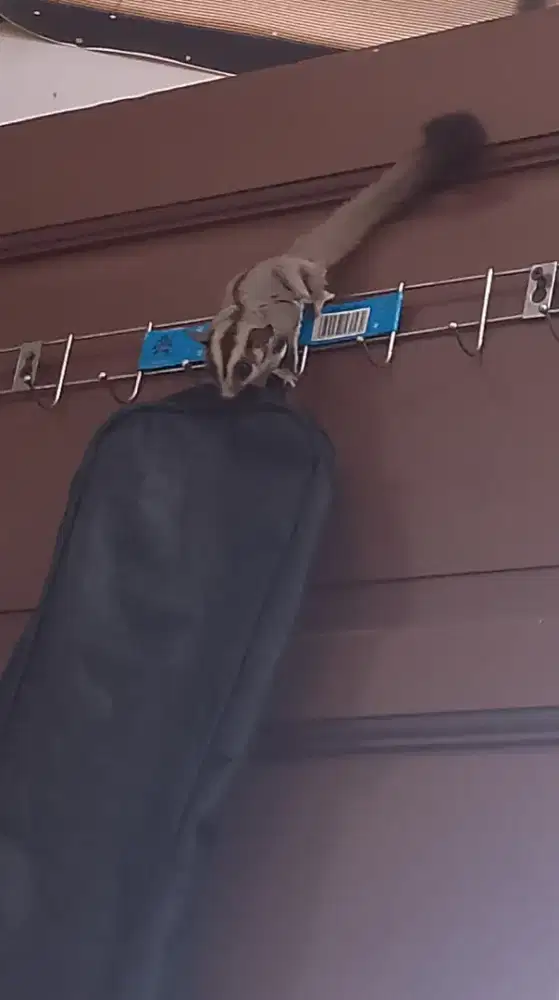 Sugar glider 4,5 Bulan