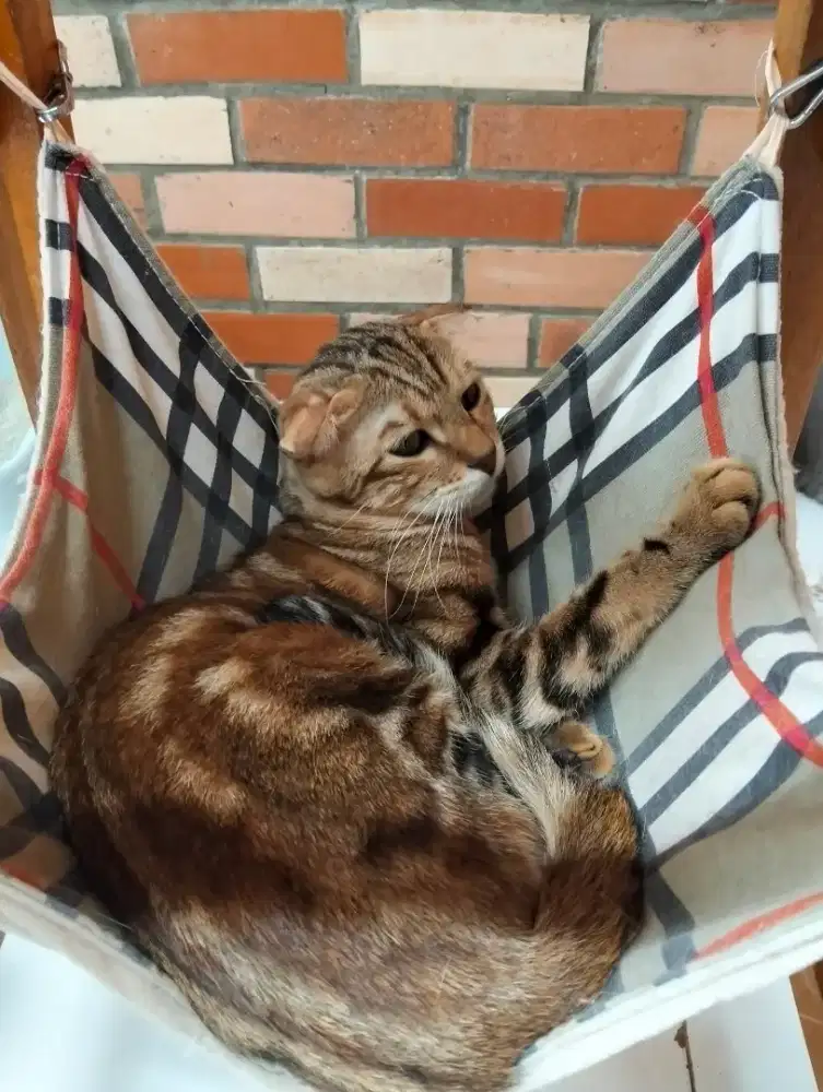 Kucing Scottish fold jantan