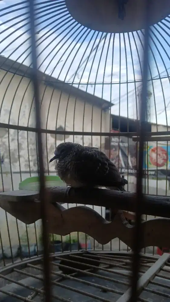 Perkutut lokal alam katuranggan jogo boyo