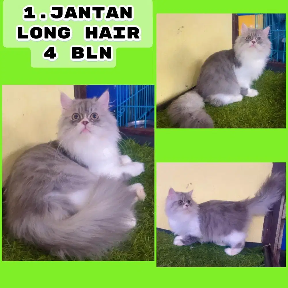 Kucing ras persia kitten jantan 4 bln