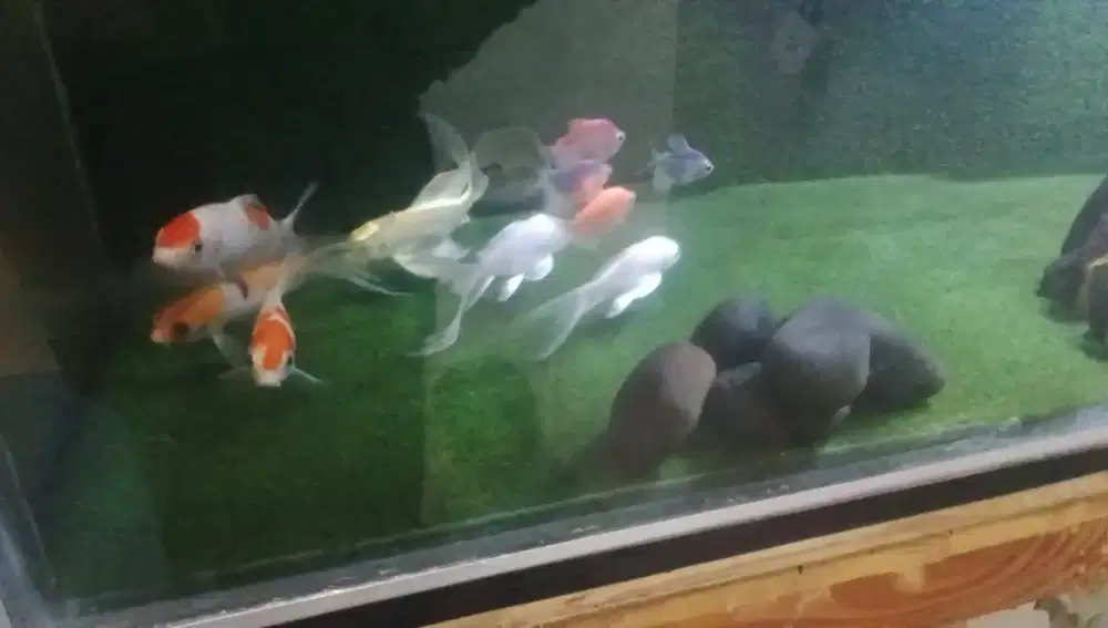 Ikan koi Kohaku & slayer 5 Ekor