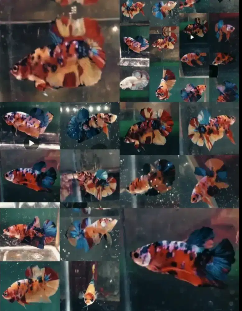 Ikan Cupang Hias jaksel