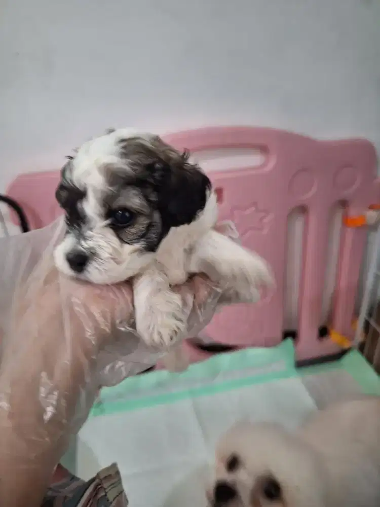 Poochon, bichon , poodle