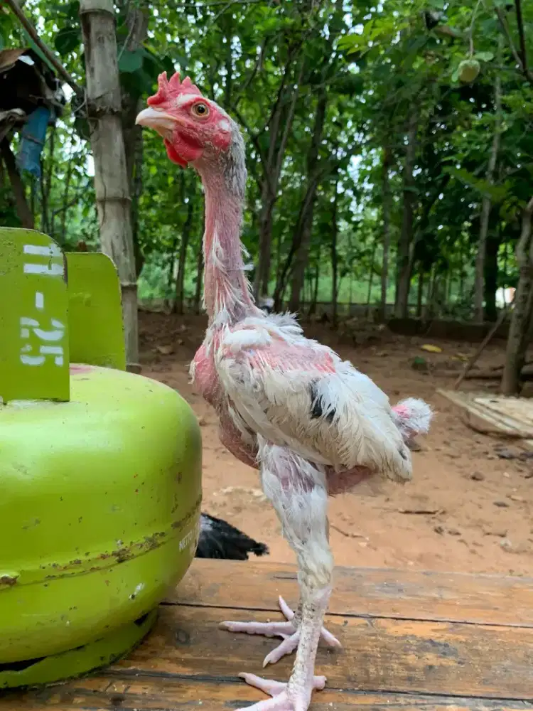 Ayam pelung 2,5 bulan 3 ekor jantan. 175 per ekor