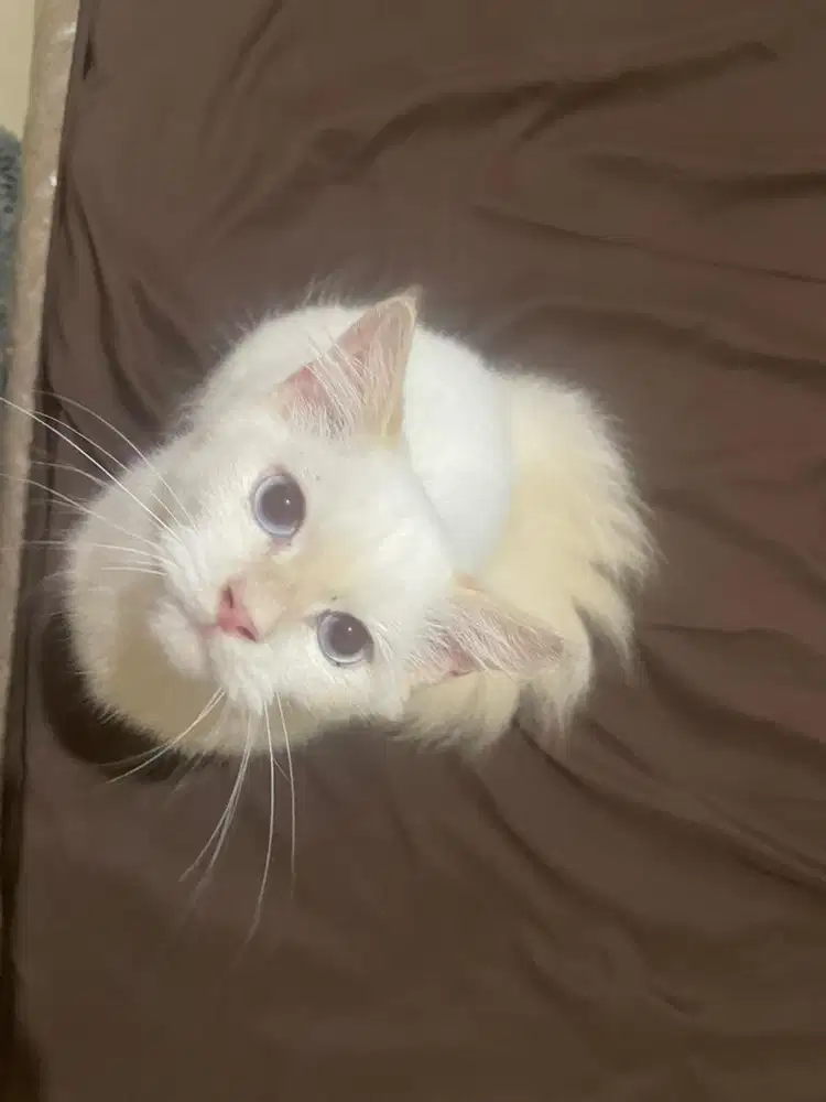 Kucing persia putih bulu tebal