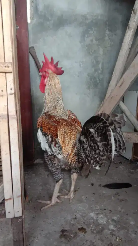 Jual ayam pelung warna jali