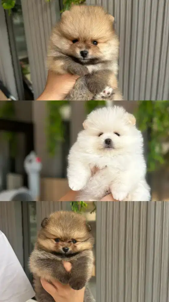 Anakan Anjing Mini Pom