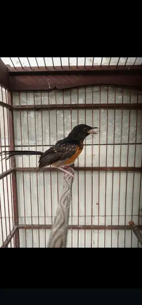 Anak burung murai batu jantan burung sehat