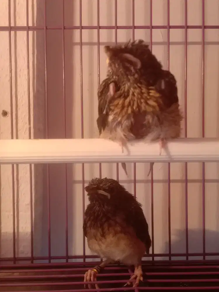 Anak burung murai batu sepasang