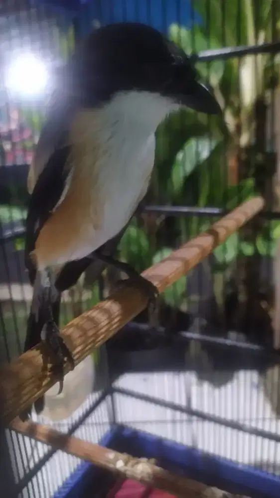 Hiasan teras sambil ngopi