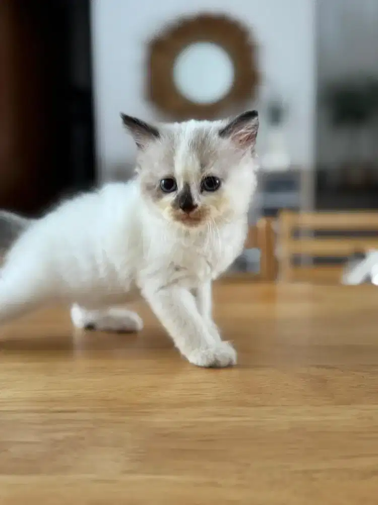 KITTEN RAGDOLL BETINA