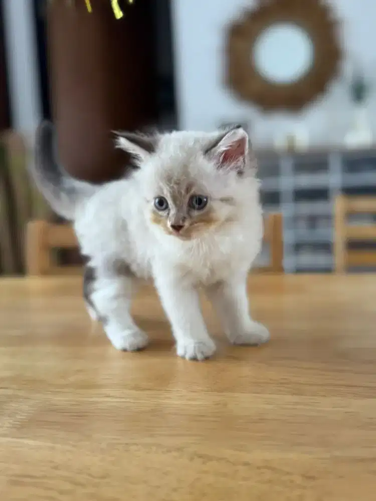 KITTEN RAGDOLL JANTAN