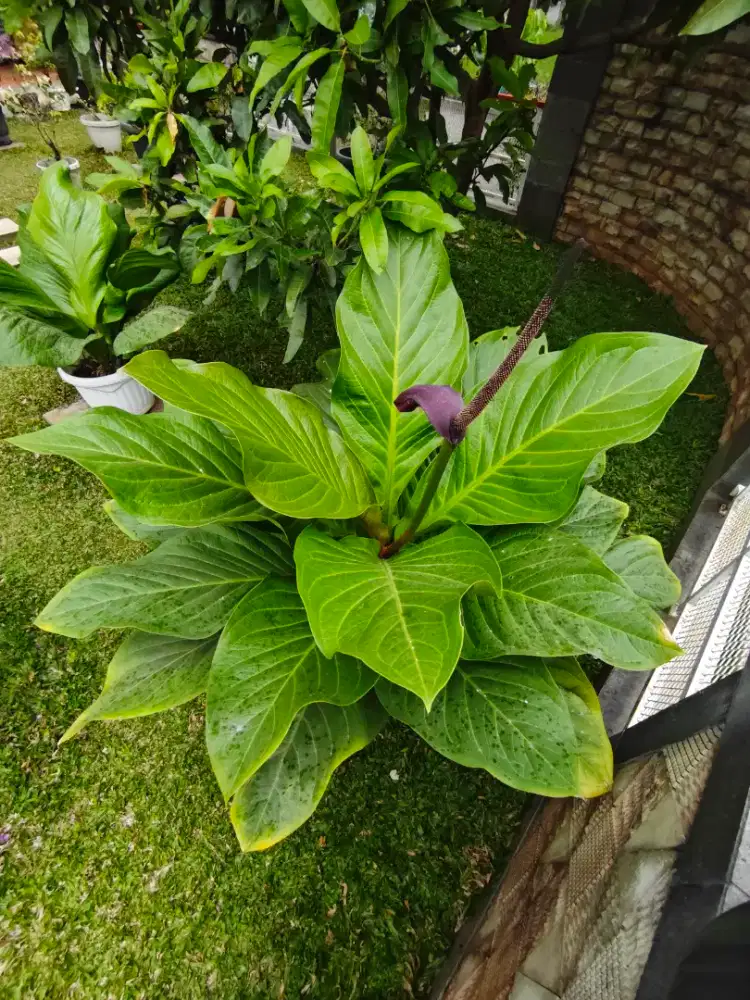 Anthurium daun rimbun