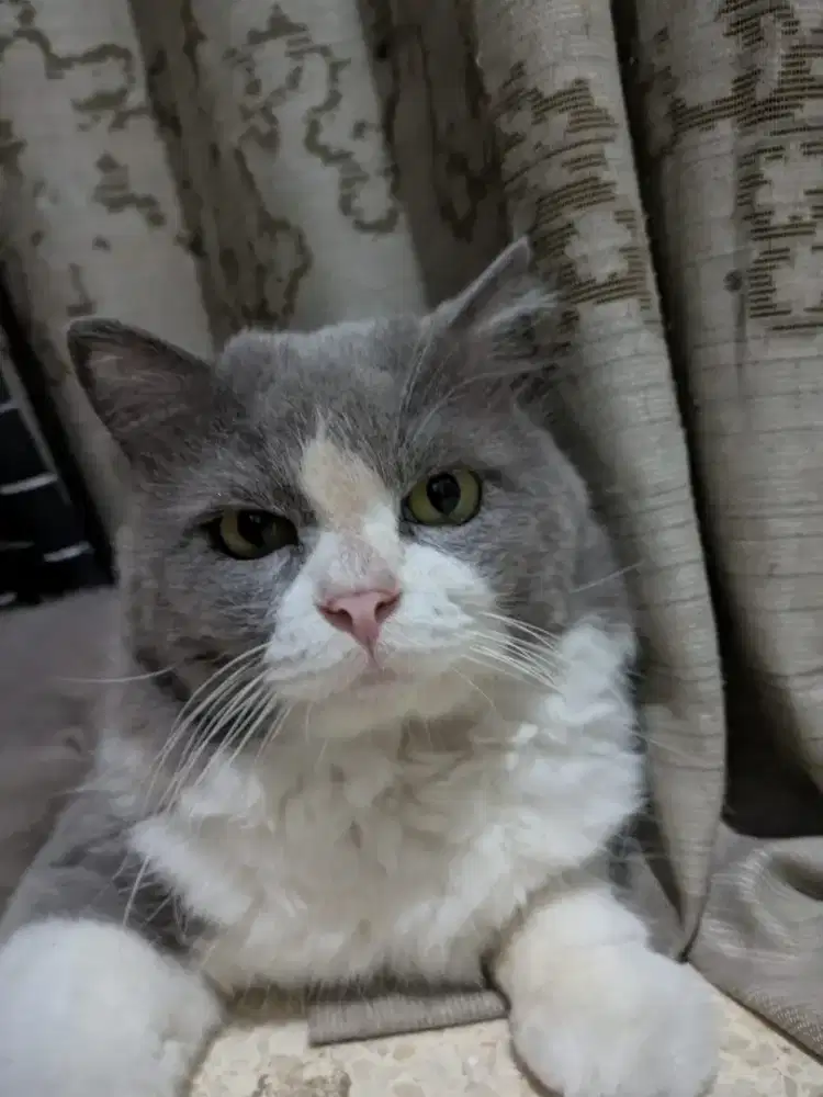 Kucing jantan persia medium cocok untuk peliharaan atau kawin