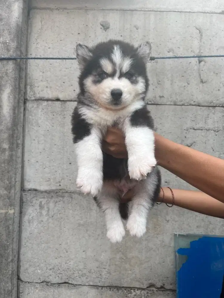 Sale siberian husky long hair 2 male & 1 female murmer