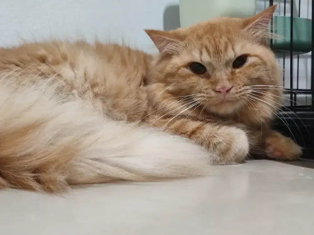 kucing oren orange persia mix