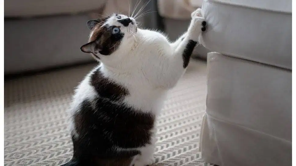 Sofa Anda Rusak Dicakar Kucing? Kami Punya Solusinya!