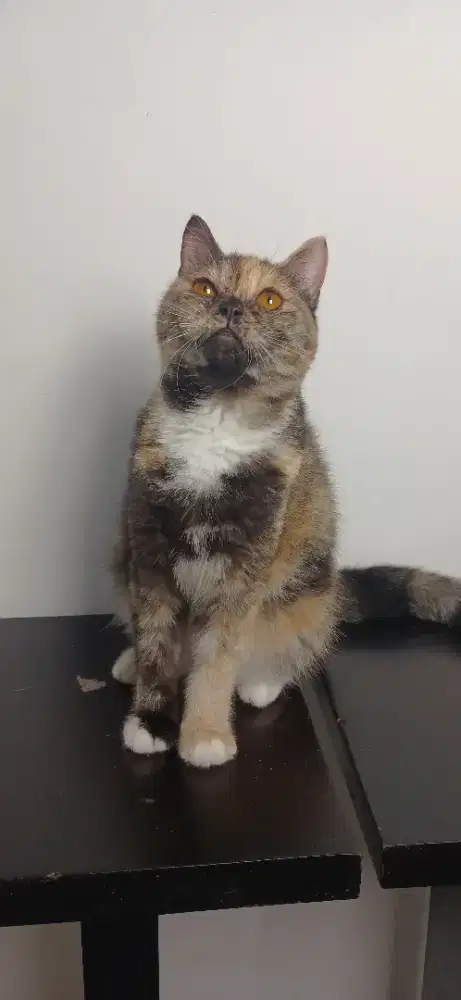 BRISTISH SHORT HAIR ( BSH MIX )