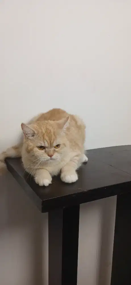 Kucing British Short Hair ( BSH Mix )