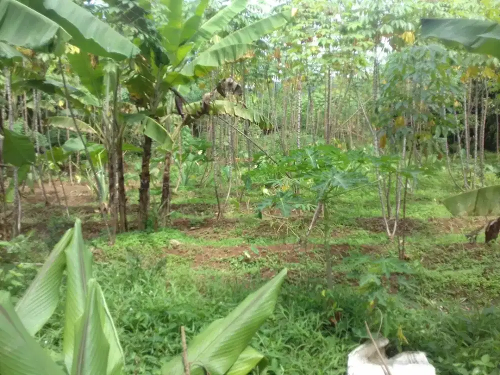 Dijual Tanah Luas 7020 SHM Jl. Sadeng Pasar Lewihliang Bogor