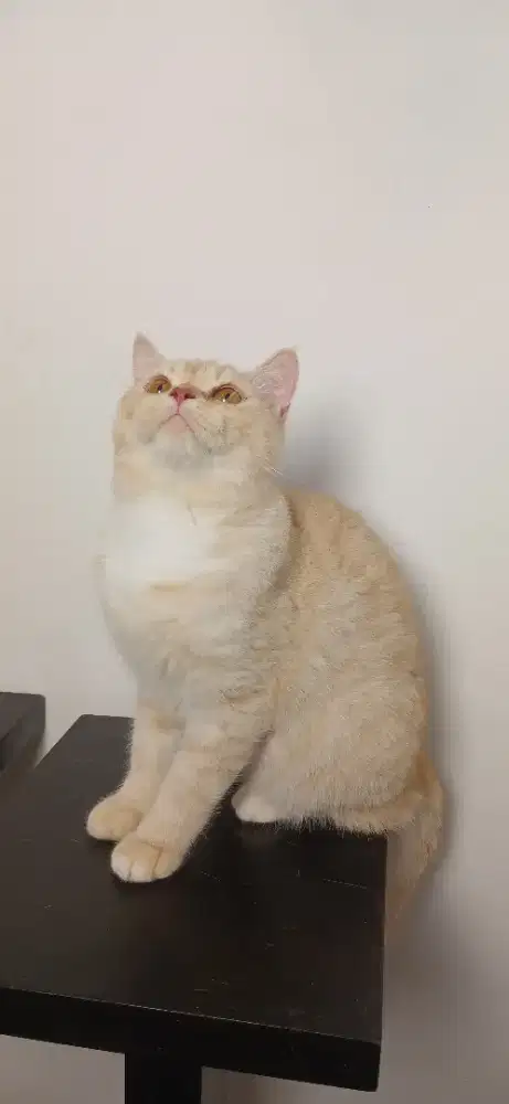 British Short Hair ( BSH MIX)