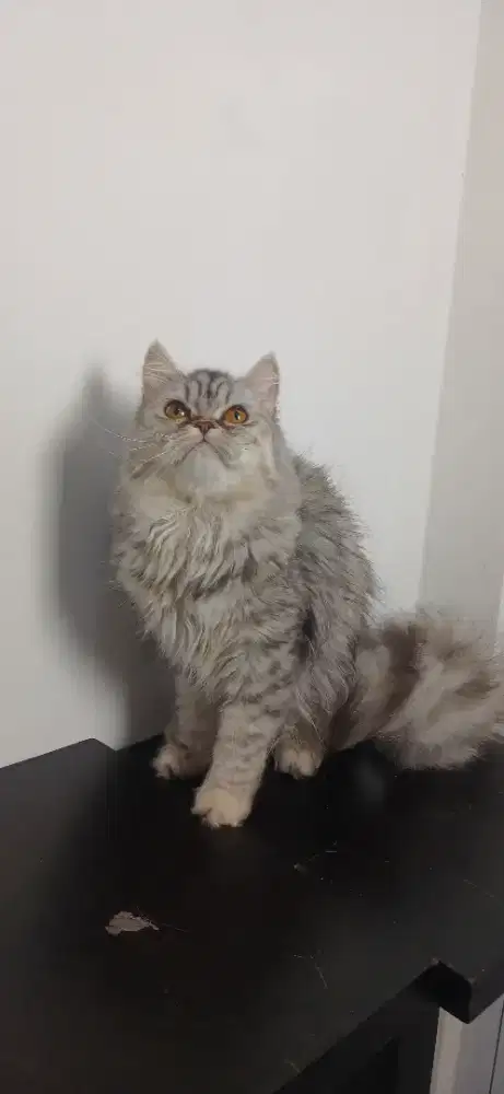 British Long Hair ( BLH MIX )