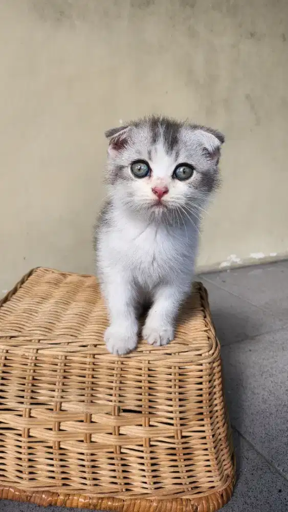 Kucing Scottish fold jantan