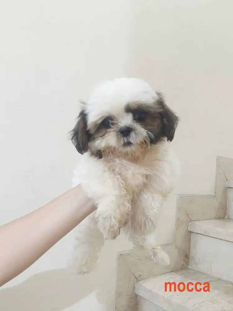 Dijual anak anjing shih tzu pure jantan