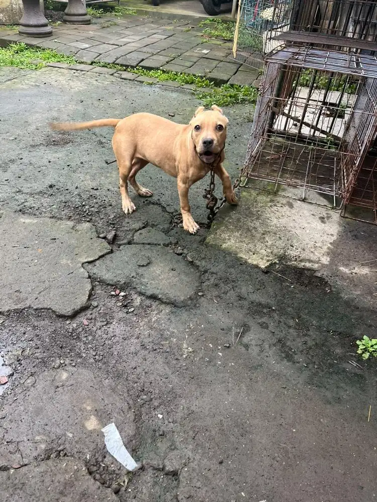 super cakep big size betina