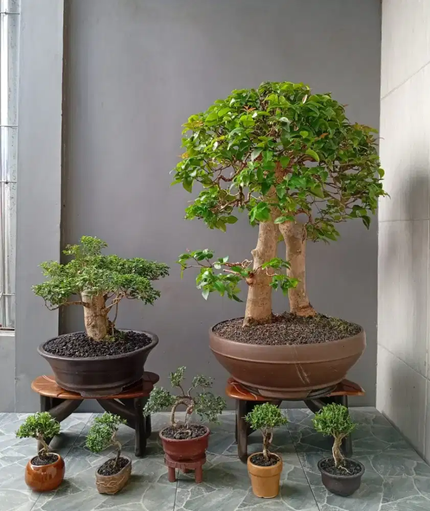 7 pot bonsai hias murah