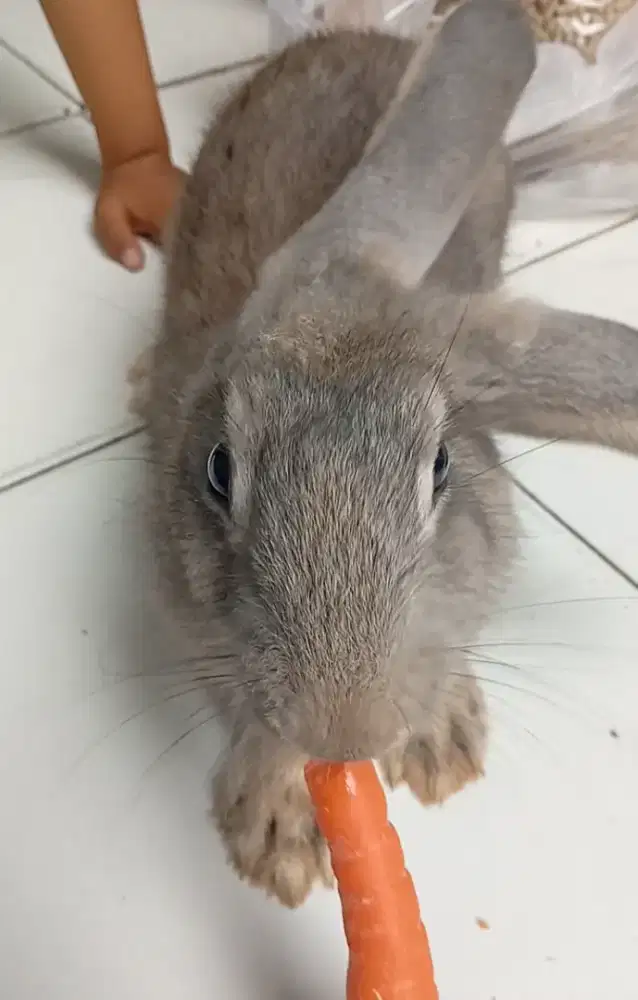 Kelinci betina umur 6 bulan