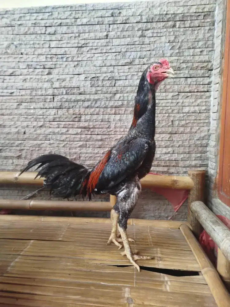 Ayam laga  berbagai jenis dan trah