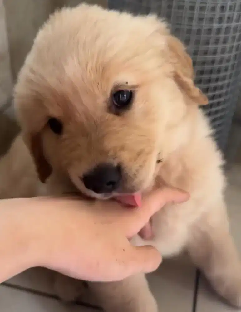 Golden jantan super gembul