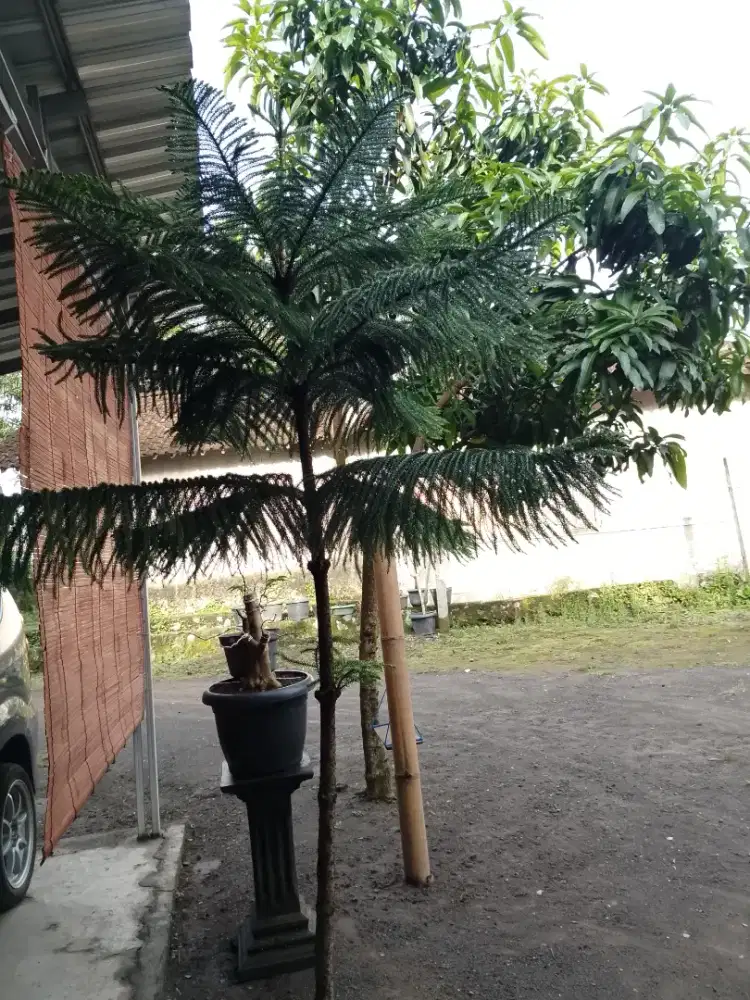 Cemara norflok subur