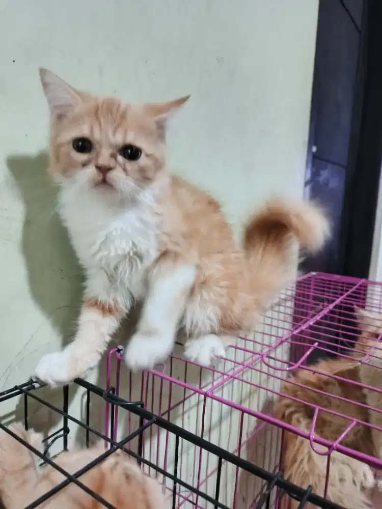 Kucing 3 bulan (betina)