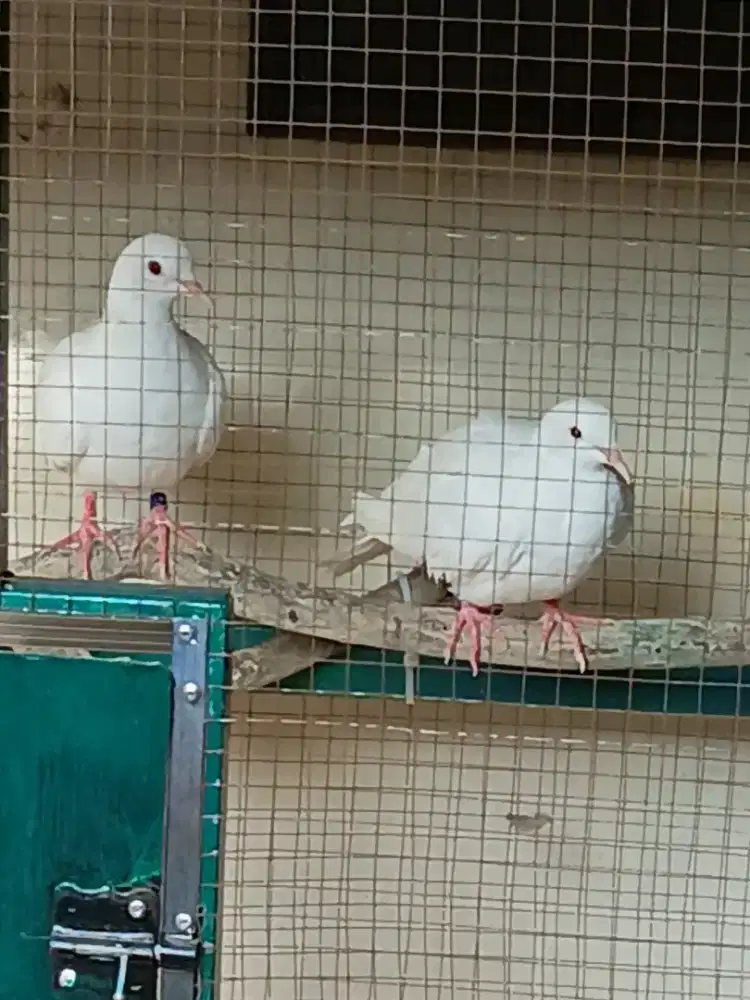 puter putih matamerah sepasang bersih no minus.