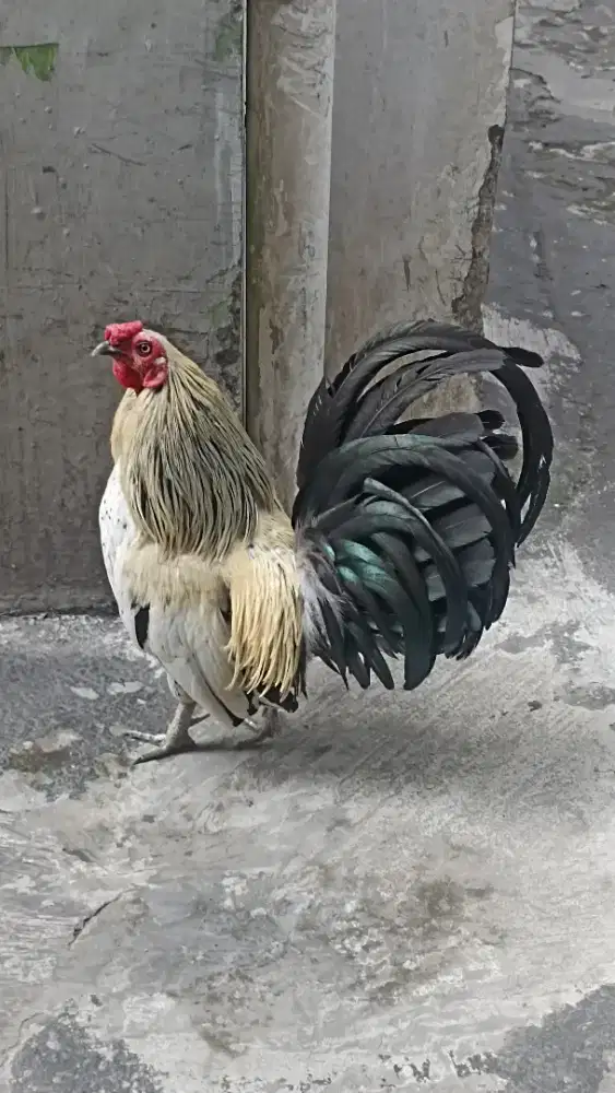 Ayam kate hias jengger rosecomb