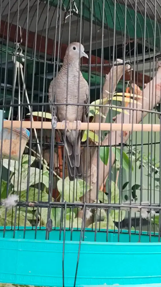 Perkutut lokal Mojopahit,pancuran emas