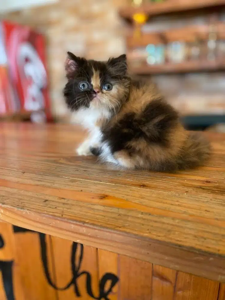 kitten persia peaknose