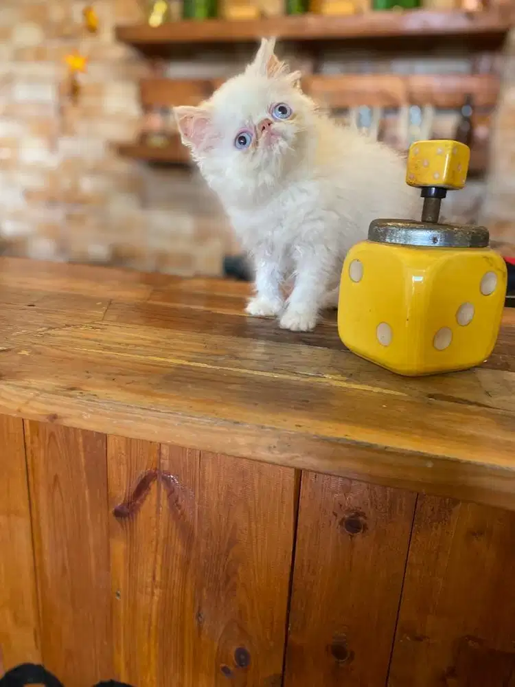 kitten persia peaknose