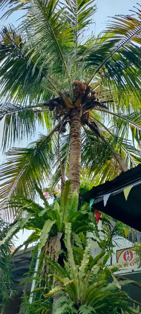 Pohon Kelapa Gading 6 meter