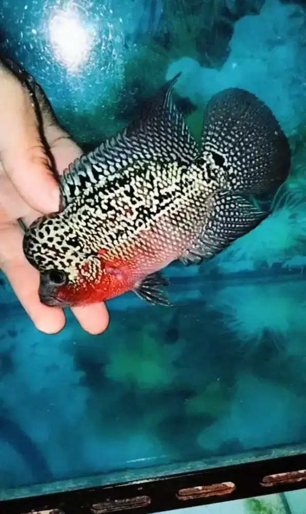 Louhan kamfa merah jenong