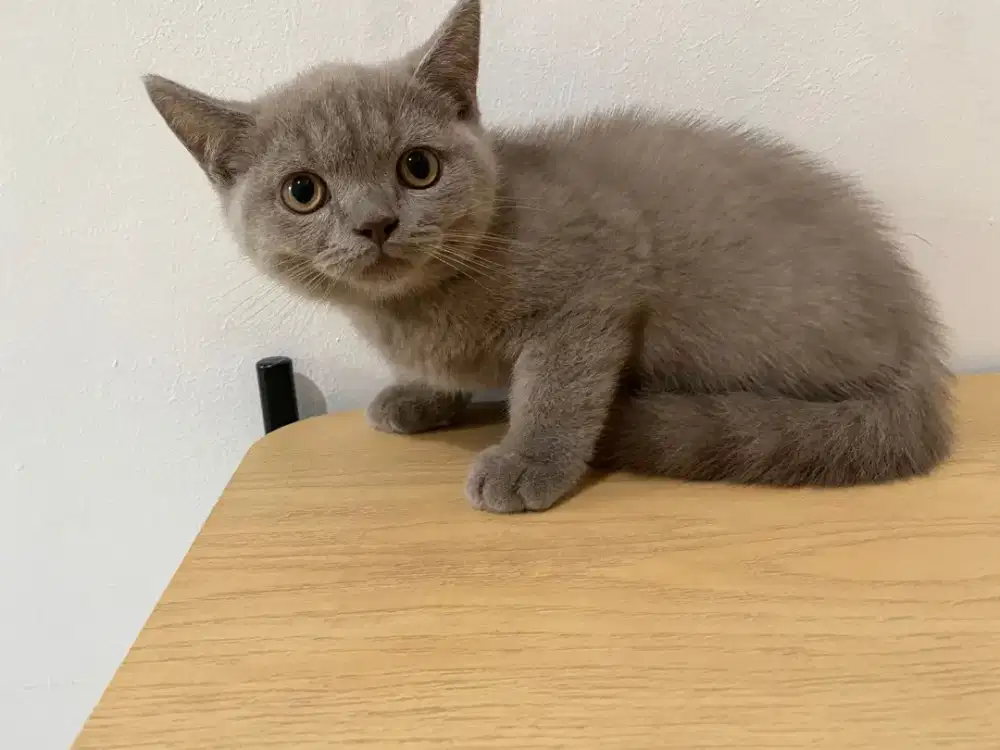Kucing kitten British shorthair