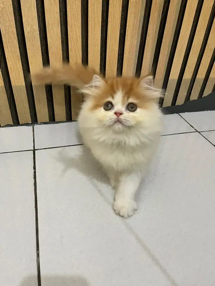 Lepas adopt kitten persia