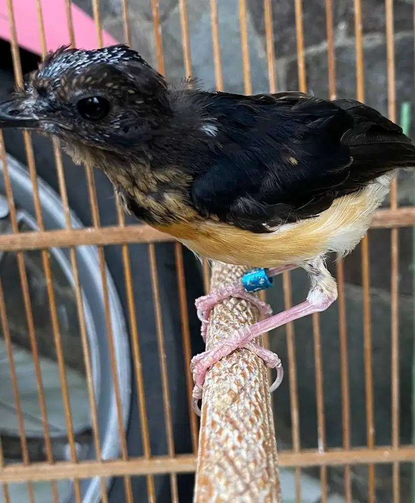 murai trotol jantan brolox