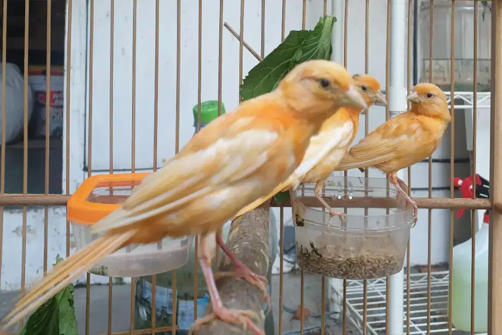 Anakan kenari merlok X merlok jantan belum mutasi warna